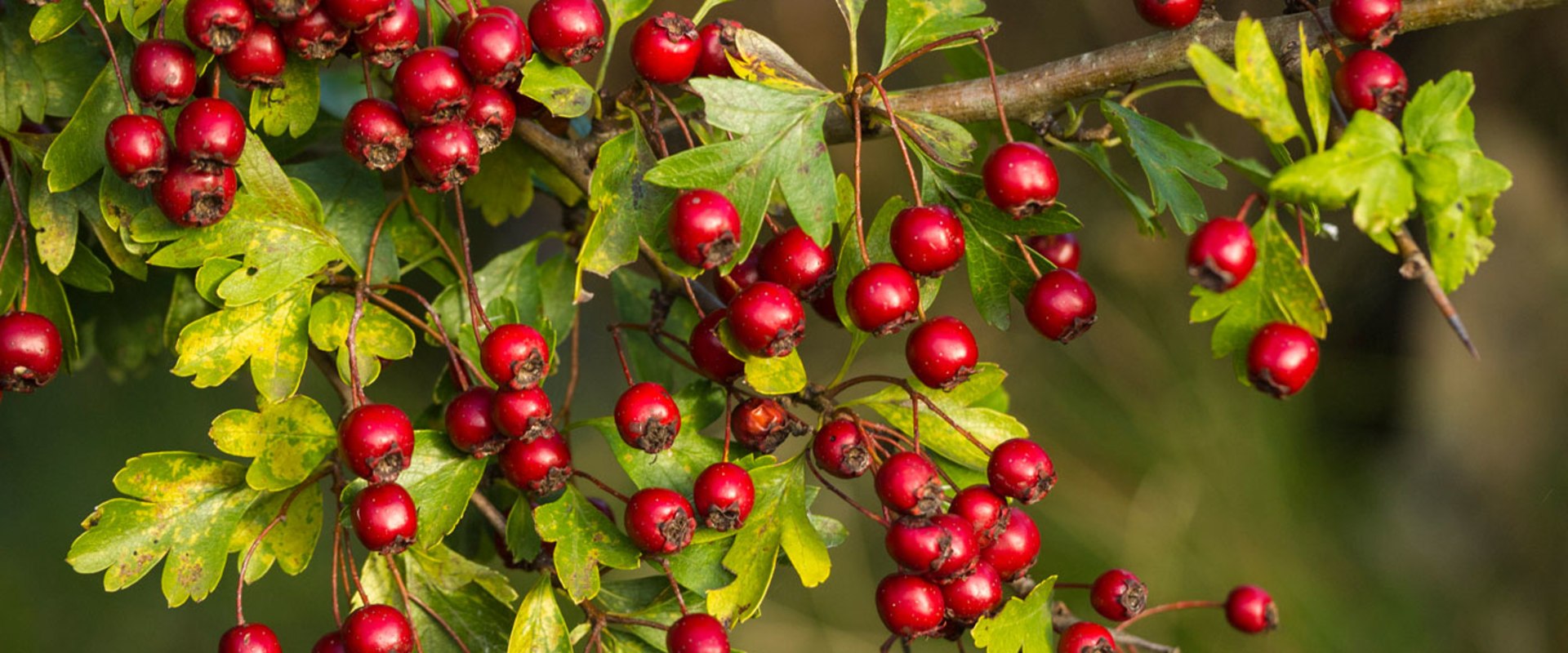 The Benefits of Hawthorn Berry for Lowering Blood Pressure