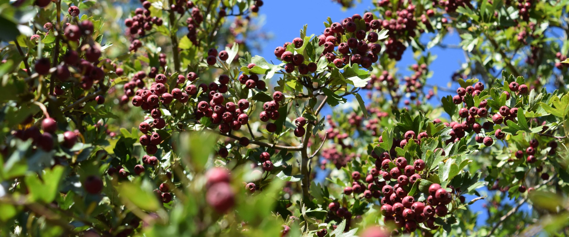 The Healing Power of Hawthorn: Unlocking its Heart-Strengthening Benefits