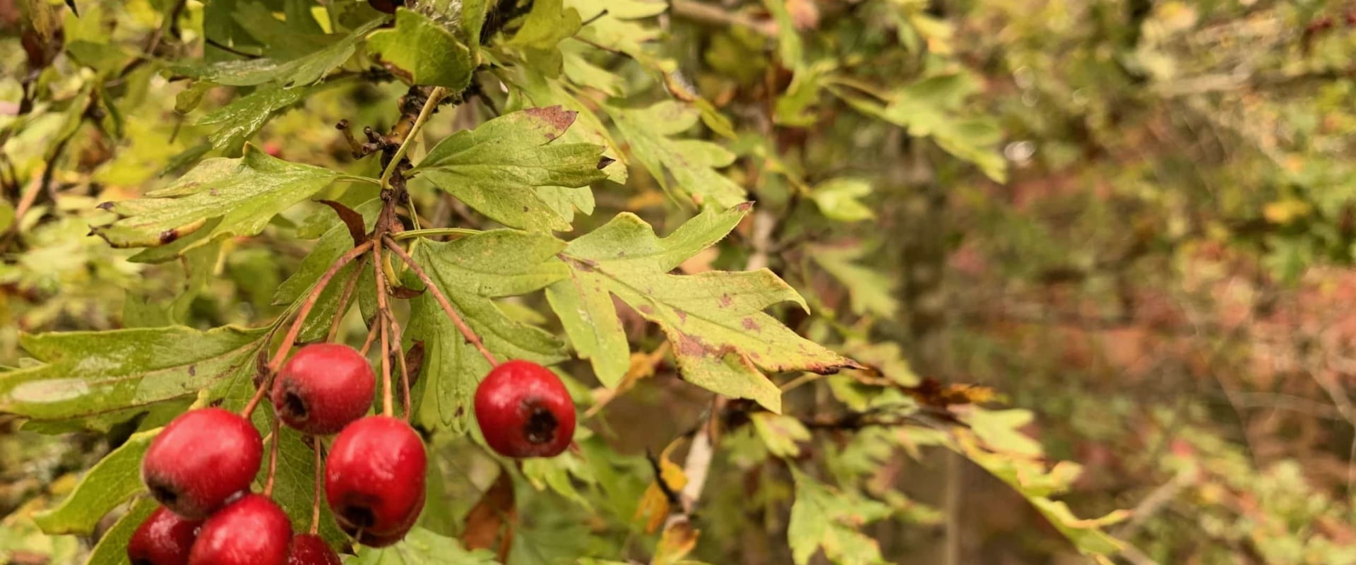 The Benefits and Risks of Combining Hawthorn Berry and Ashwagandha