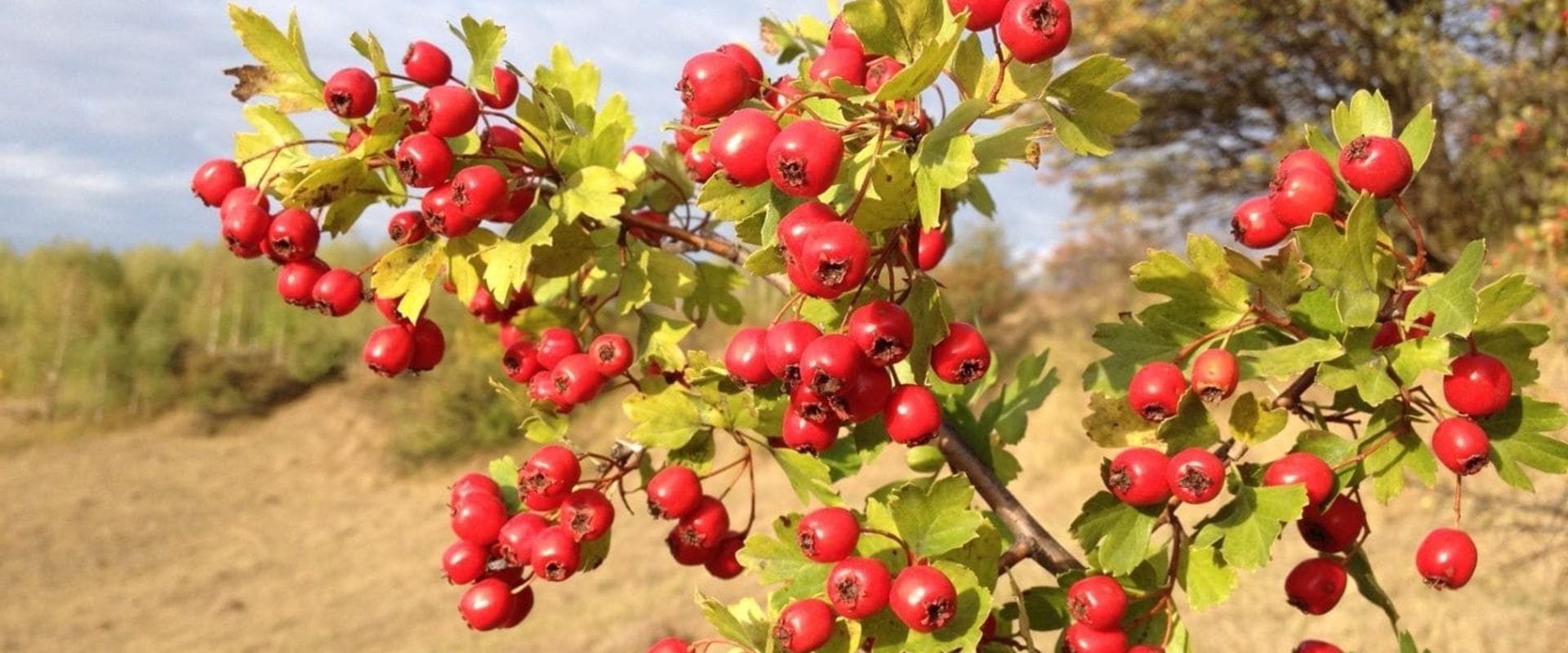 The Power of Hawthorn Extracts in Protecting Against Cardiovascular Diseases