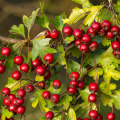 The Benefits of Hawthorn Berry for Lowering Blood Pressure