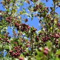 The Healing Power of Hawthorn: Unlocking its Heart-Strengthening Benefits