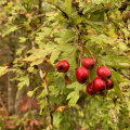 The Benefits and Risks of Combining Hawthorn Berry and Ashwagandha