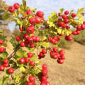 The Power of Hawthorn Extracts in Protecting Against Cardiovascular Diseases