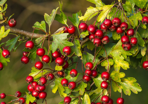 The Benefits of Hawthorn Berry for Lowering Blood Pressure