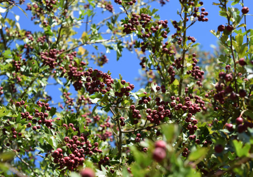 The Healing Power of Hawthorn: Unlocking its Heart-Strengthening Benefits