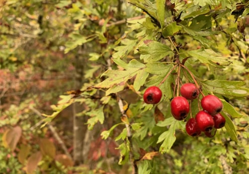 The Benefits and Risks of Combining Hawthorn Berry and Ashwagandha