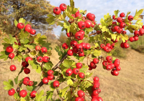 The Power of Hawthorn Extracts in Protecting Against Cardiovascular Diseases