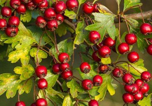 The Power of Hawthorn Berry for Anxiety Relief